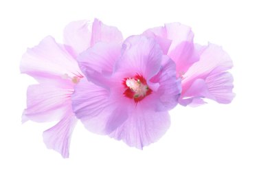 Hibiscus çiçek kafa