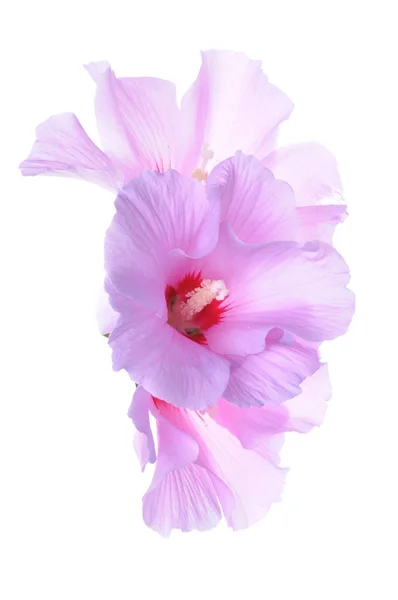 Głowa kwiat hibiskusa — Zdjęcie stockowe