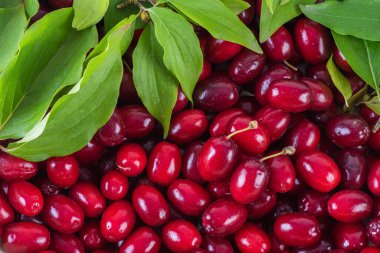 Dogberry cornus mas fruit background 