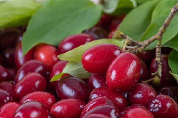 Hartriegel Beere Mit Blatt Nahaufnahme — Stockfoto