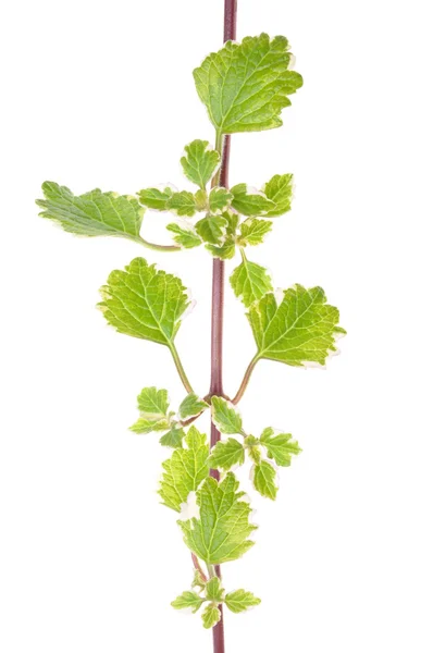 Plectranthus takje met bladeren — Stockfoto