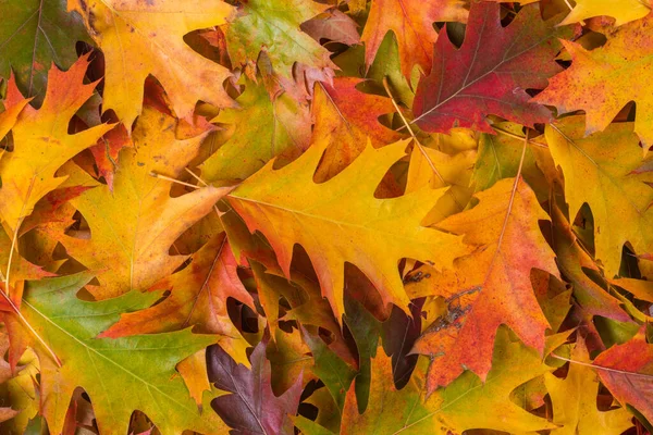 Close Fall Colorful Oak Autumn Leaves Background — Stock Photo, Image