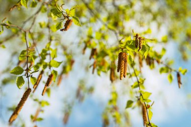 Bahar mevsiminde çiçek açan huş ağacının polenine karşı alerji.