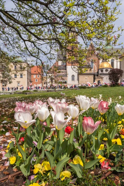 Primavera Jardim Flores Colina Wawel Cracóvia Polônia — Fotografia de Stock