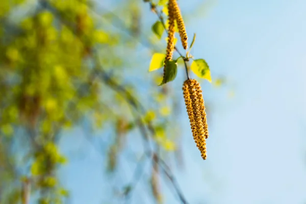Аллергическая Пыльца Цветущей Березы Весной — стоковое фото