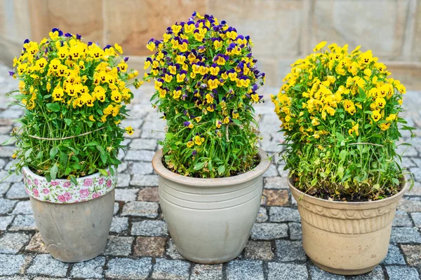 Margherite Cresciute Vaso Fiori Giardino Tardo Primaverile — Foto Stock