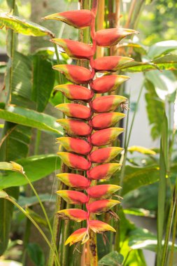 Heliconia rostrata false bird of paradise flower