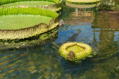 Pond with duckweed and lily leaves
