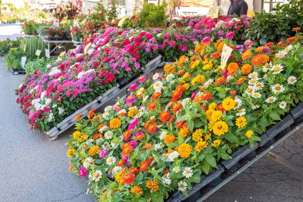 Flower Stand Street Market Padua Italy — Fotografia de Stock