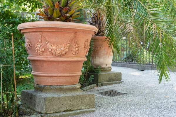 Curly Palms Flowerpots Old Garden — 스톡 사진