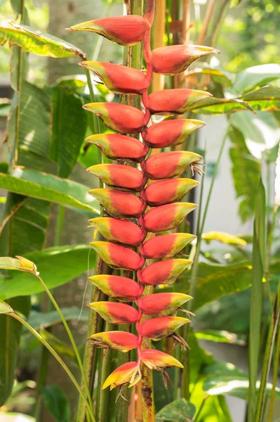 Heliconia rostrata false bird of paradise flower