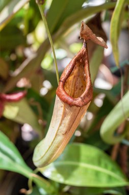 Nepenthes tropical carnivorous plants close-up