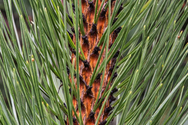 Pine Branch Needles Close — Stock Photo, Image