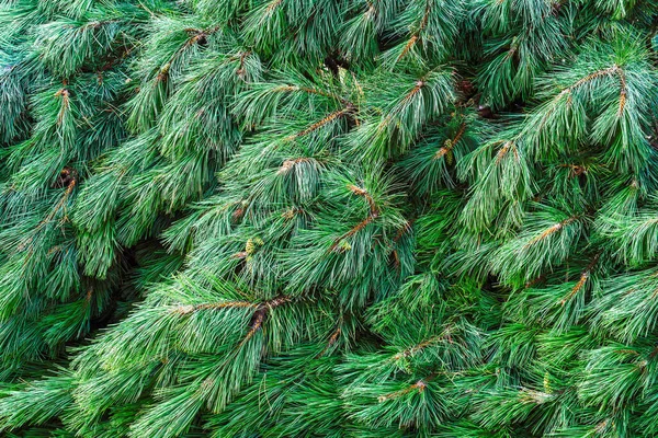 Branches Pine Tree Background — Stock Photo, Image
