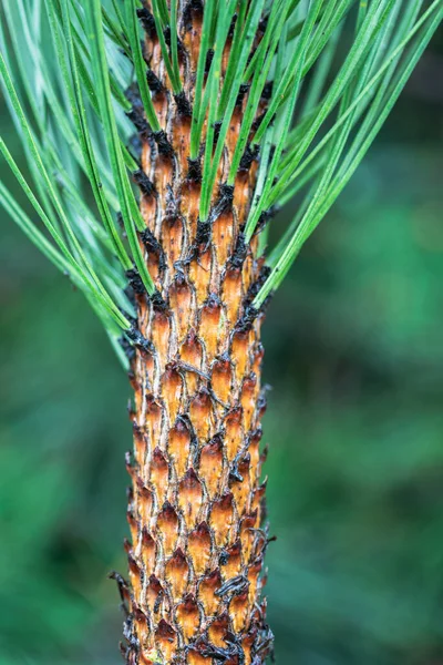 Macro View Pine Branch Needles Blurred Green Background — Stock Photo, Image
