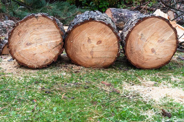 Log Firewood Pine Tree — Stock Photo, Image