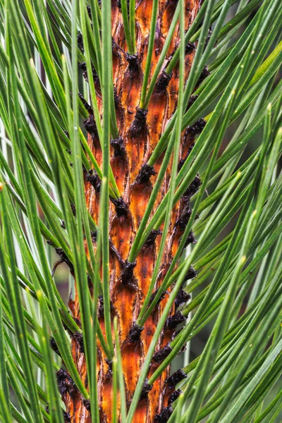 Pine Branch Needles Close — Stock Photo, Image