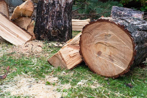 Bahçede Kesilmiş Çam Ağacı Kütüğü — Stok fotoğraf