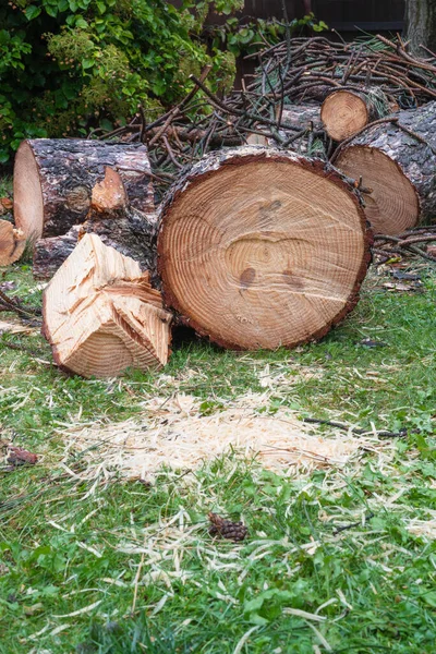 Bahçede Kesilmiş Çam Ağacı Kütüğü — Stok fotoğraf