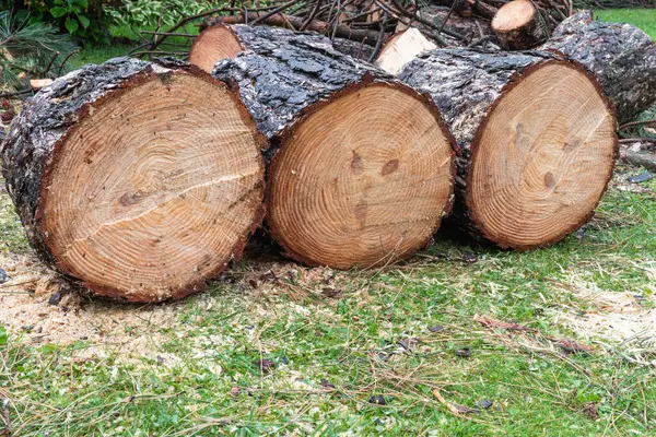 Bois Chauffage Pin Dans Jardin — Photo