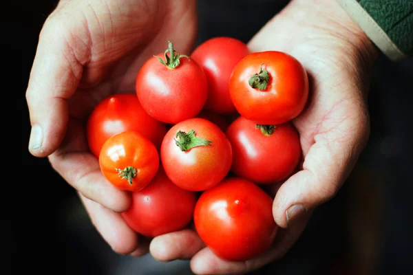 Los tomates en las manos del anciano — Foto de Stock