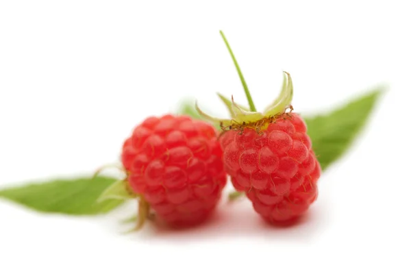 Himbeeren — Stockfoto