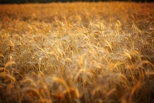 Campo de trigo — Fotografia de Stock