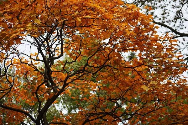 美しいカラフルな紅葉のコレクション オレンジ — ストック写真