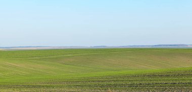Güneşli bir günde yeşil dalgalı arazinin muhteşem bir fotoğrafı. Ukrayna 'nın tarım bölgesi, Avrupa. Tarım endüstrisi kavramı. Sanatsal duvar kağıdı. Toprağın güzelliği.