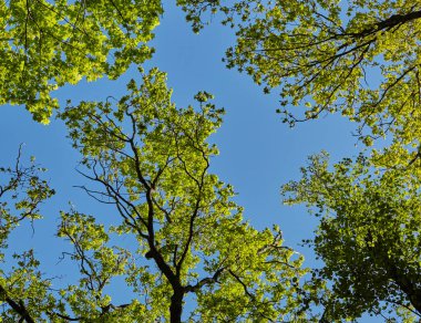 Güneş görkemli yeşil bir ağacın eğri dalları arasında parlak bir şekilde parlıyor..