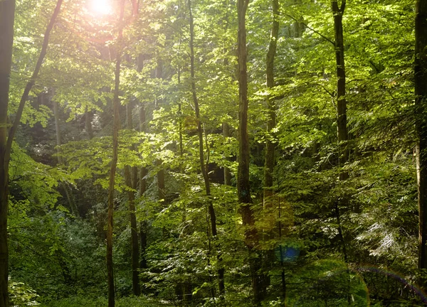 Sol Brilla Brillantemente Través Las Ramas Torcidas Majestuoso Árbol Verde —  Fotos de Stock