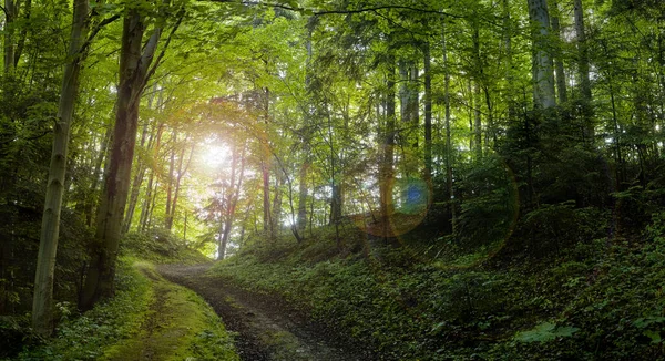 Yaprak döken ağaçlardan oluşan manzaralı bir orman, mavi gökyüzü ve parlak güneş canlı yeşil yaprakları aydınlatıyor, panoramik manzara