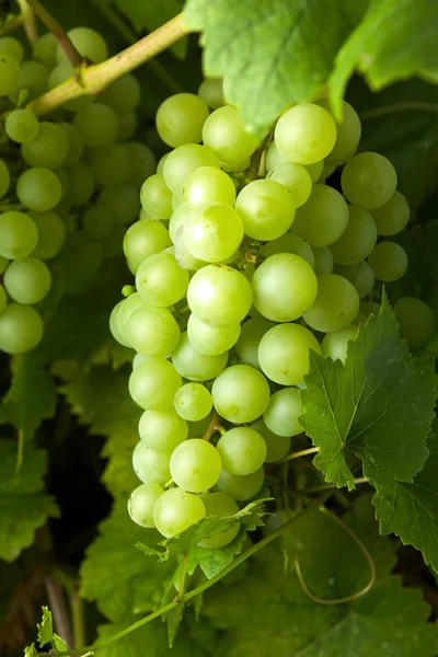 Uvas verdes em videira — Fotografia de Stock