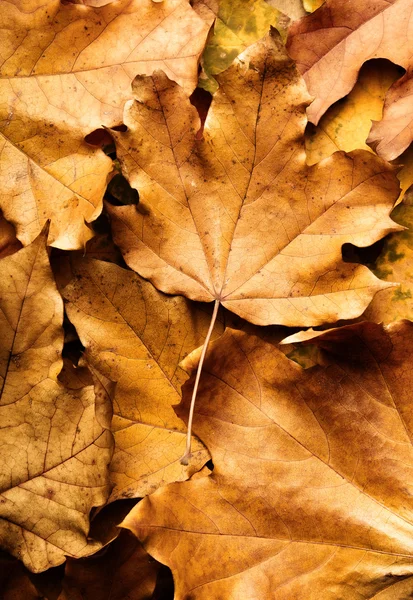 Hoja de arce de otoño sobre el fondo de las hojas —  Fotos de Stock