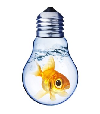 bir ampul içinde sıkışıp goldfish