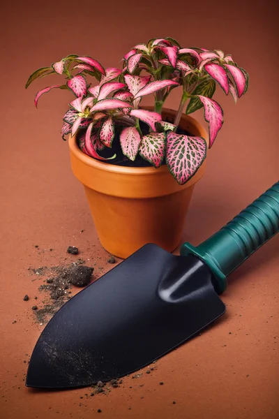 Garden trowel and flower in flower pot — Stock Photo, Image