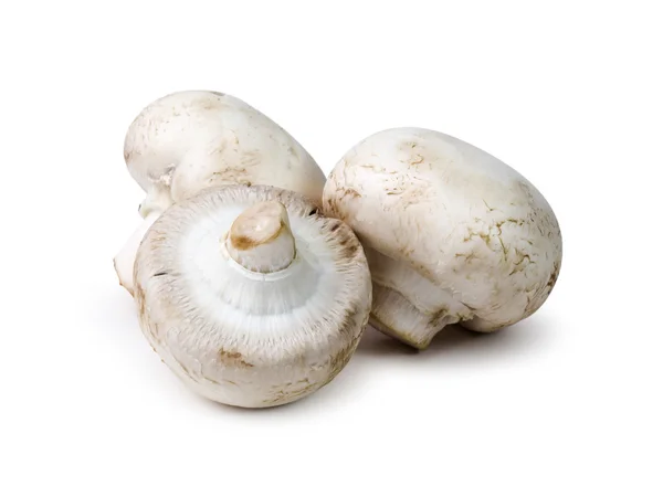 Cogumelo-de-champignon — Fotografia de Stock