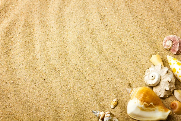 Arka planda kum olan deniz kabukları — Stok fotoğraf