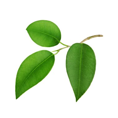 yakın çekim yaprak yeşil