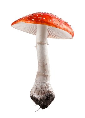 Amanita muscaria mantar yakın kadar stüdyo çekimi