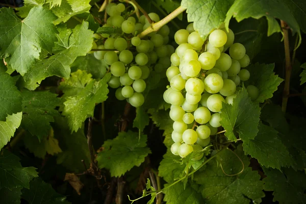 Grapes on vine — Stock Photo, Image