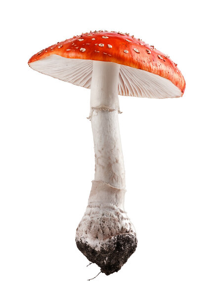Аманита muscaria mushroom close up studio shoot
