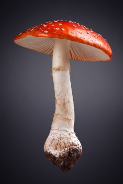 Amanita muscaria mantar
