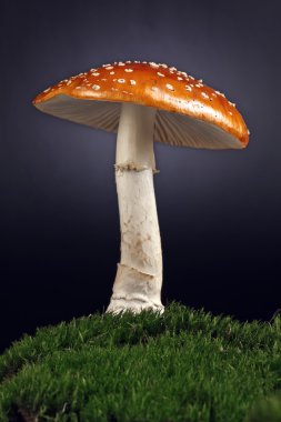 Kırmızı Zehirli mantar