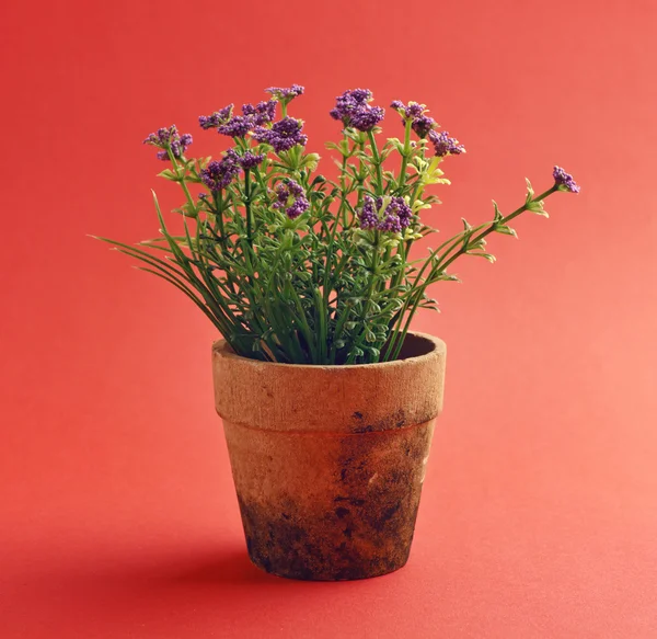 Plant in a flower pot isolated on red background — Stock Photo, Image