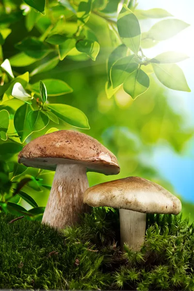Mushroom grow on mossy ground closeup in autumn forest — Stock Photo, Image