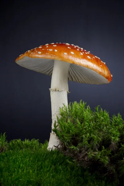 Cogumelo venenoso vermelho — Fotografia de Stock