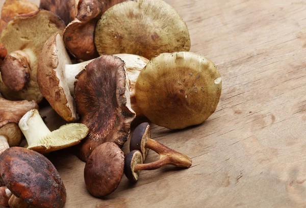 Forest mushrooms on wood background — Stock Photo, Image