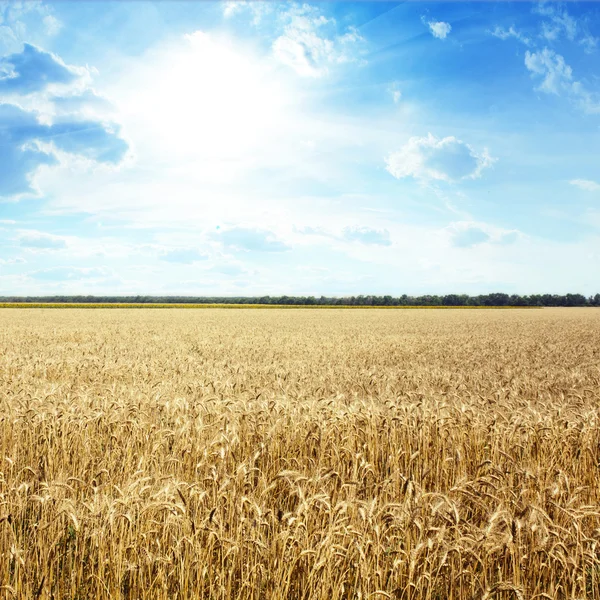 Goldweizenfeld mit blauem Himmel im Hintergrund — Stockfoto