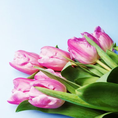 mavi bir arka plan üzerinde pembe laleler